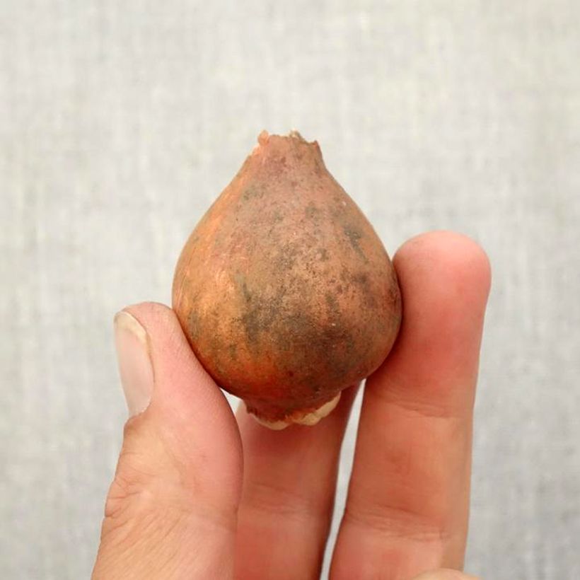 Esemplare di Tulipano fosteriana Albert Heijn Bulbo taglia 12+ come consegnato in autunno