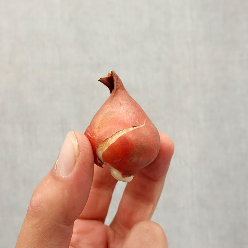 Esemplare di Tulipano Fosteriana Partitura Bulbo taglia 11+ come consegnato in autunno