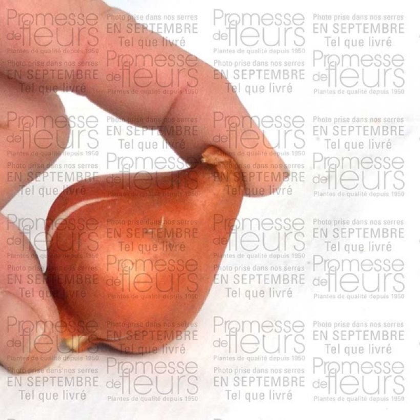 Esempio di esemplare Tulipe fosteriana Sweetheart Bulbe calibre 11+ come consegnato