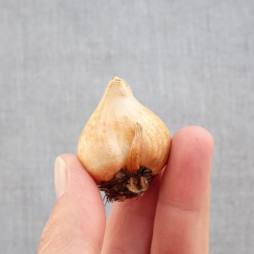 Esemplare di Tulipano fosteriana Sweetheart Bulbo taglia 11+ come consegnato in autunno