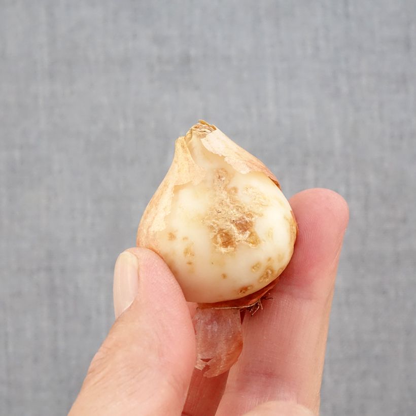 Esemplare di Tulipano Pappagallo Estella Rijnveld Bulbo taglia 11+ come consegnato in autunno