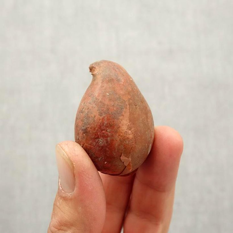 Esemplare di Tulipano Pappagallo Professor Röntgen Bulbo taglia 12 come consegnato in autunno