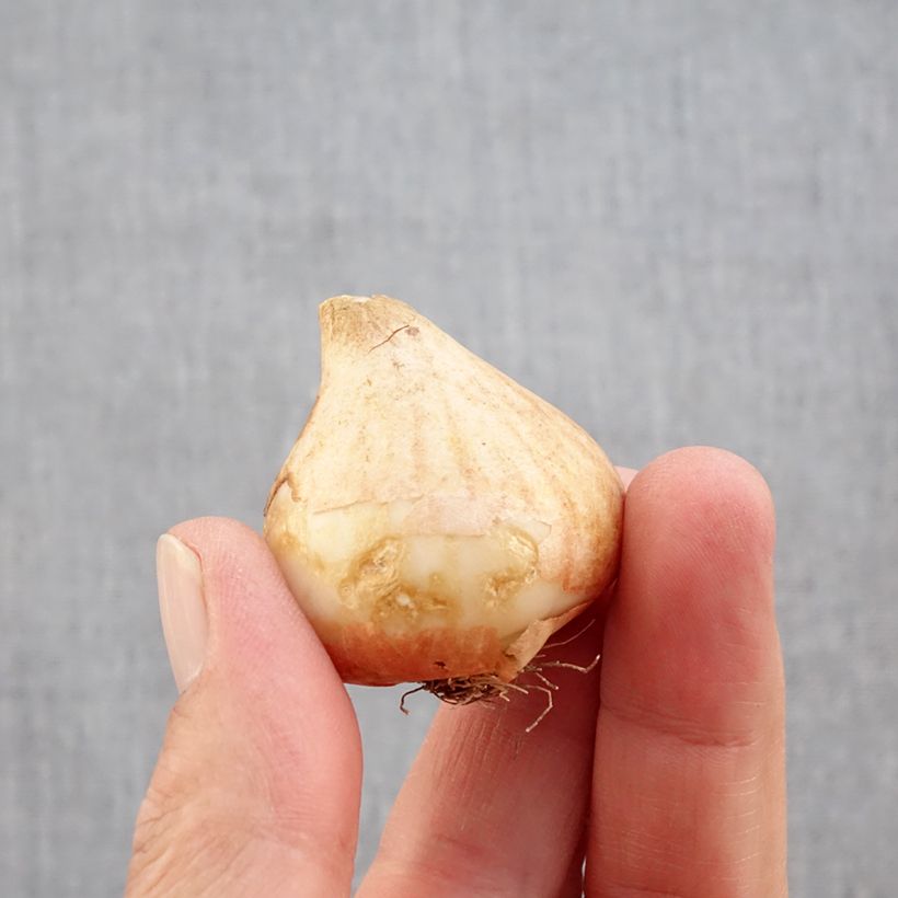 Esemplare di Tulipano Pappagallo Rococo Bulbo taglia 11+ come consegnato in autunno