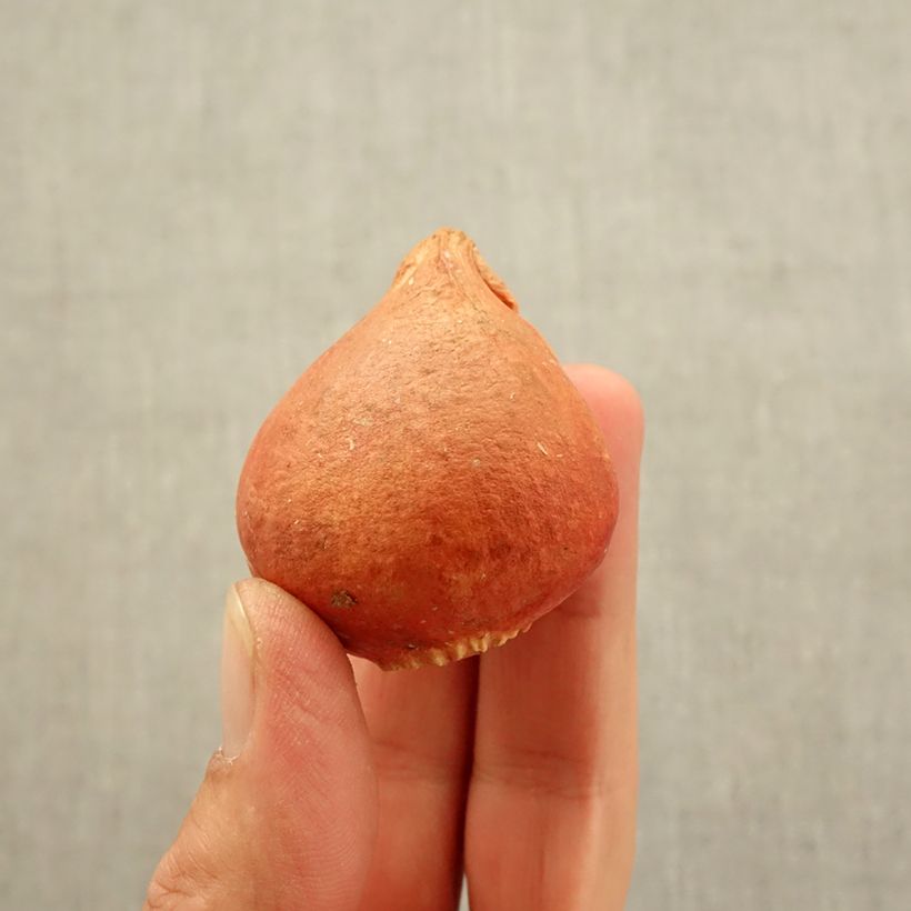 Esemplare di Tulipano Pappagallo Texas Flame Bulbo taglia 11+ come consegnato in autunno