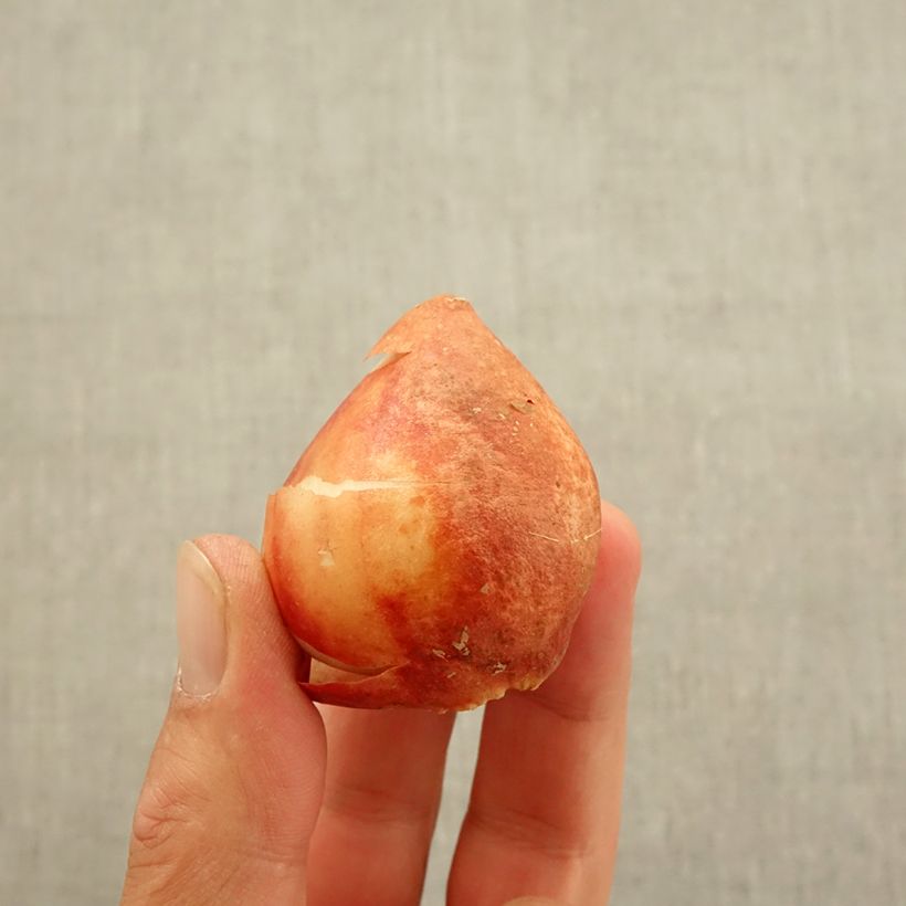 Esemplare di Tulipano Multiflora Candy Club Bulbo taglia 11+ come consegnato in autunno