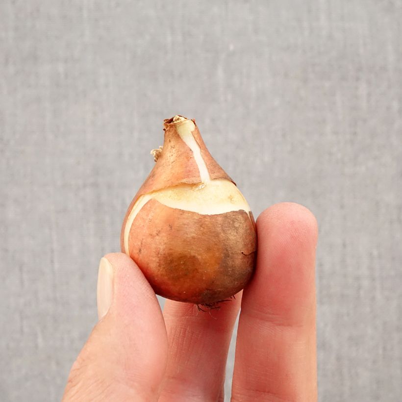 Example of Tulipano semplice precoce Christmas Carol Bulbo taglia 11+ as you get in automne