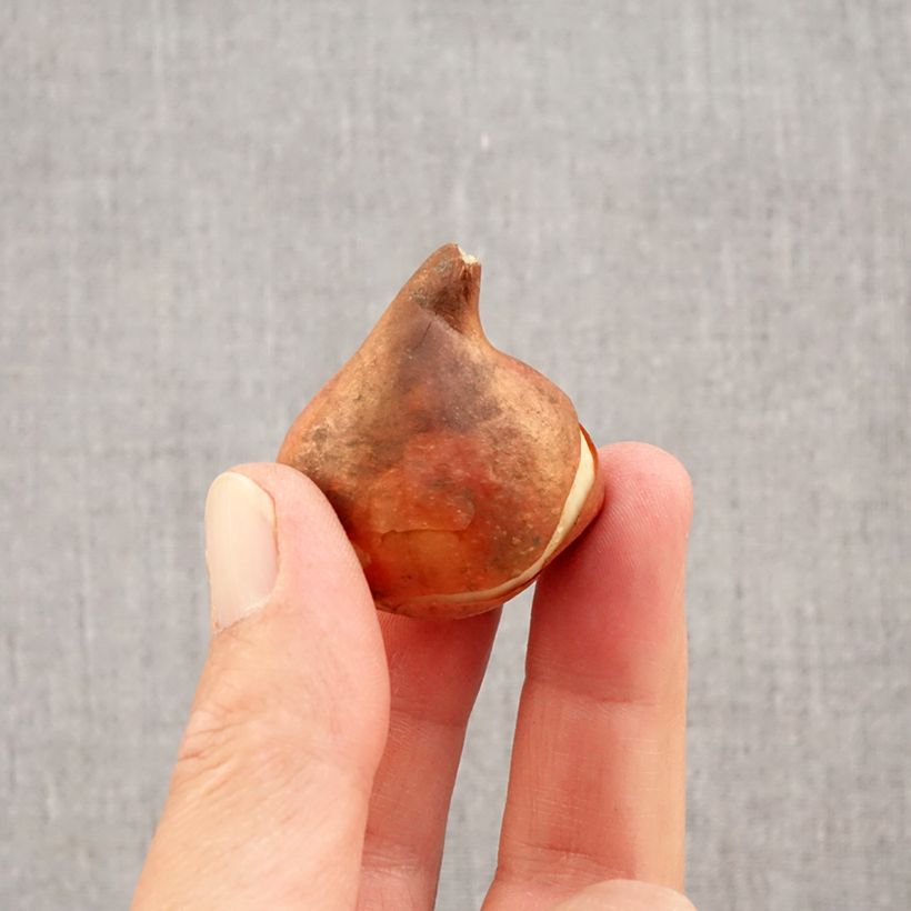 Esemplare di Tulipano Flair Bulbo taglia 11+ come consegnato in autunno