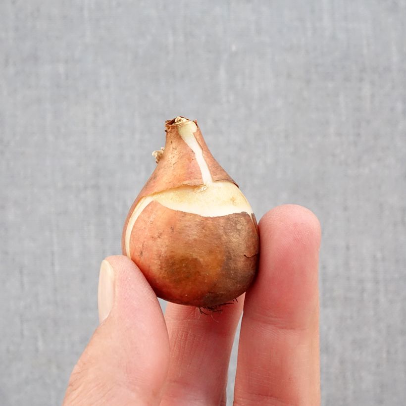 Esemplare di Tulipano semplice precoce Mandy's Choice Bulbo taglia 11+ come consegnato in autunno