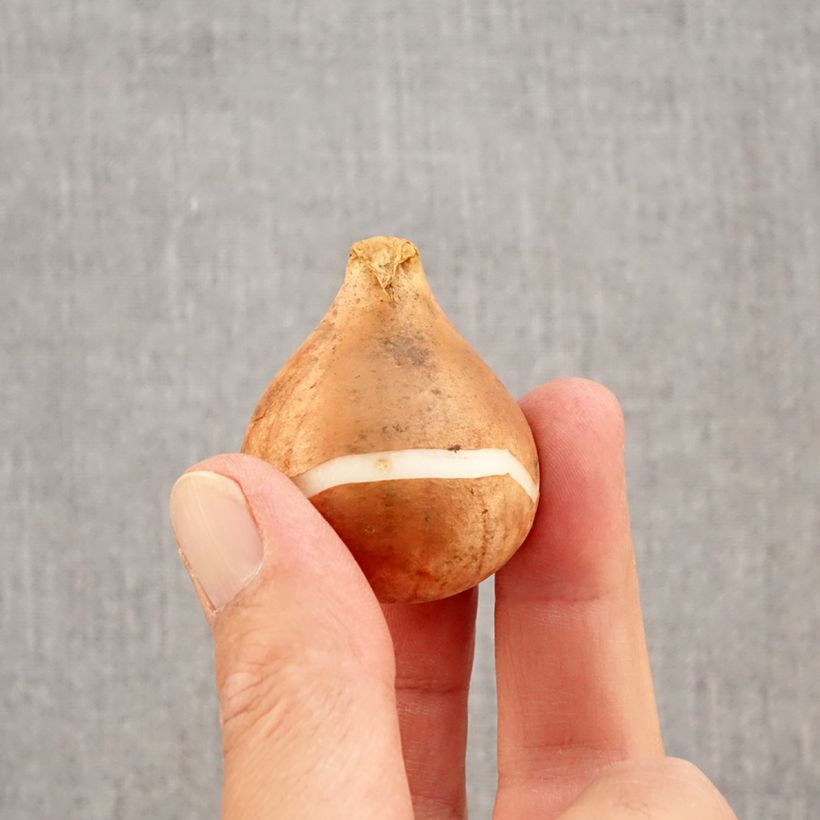 Example of Tulipano Reine de la Nuit Bulbo taglia 12+ as you get in automne