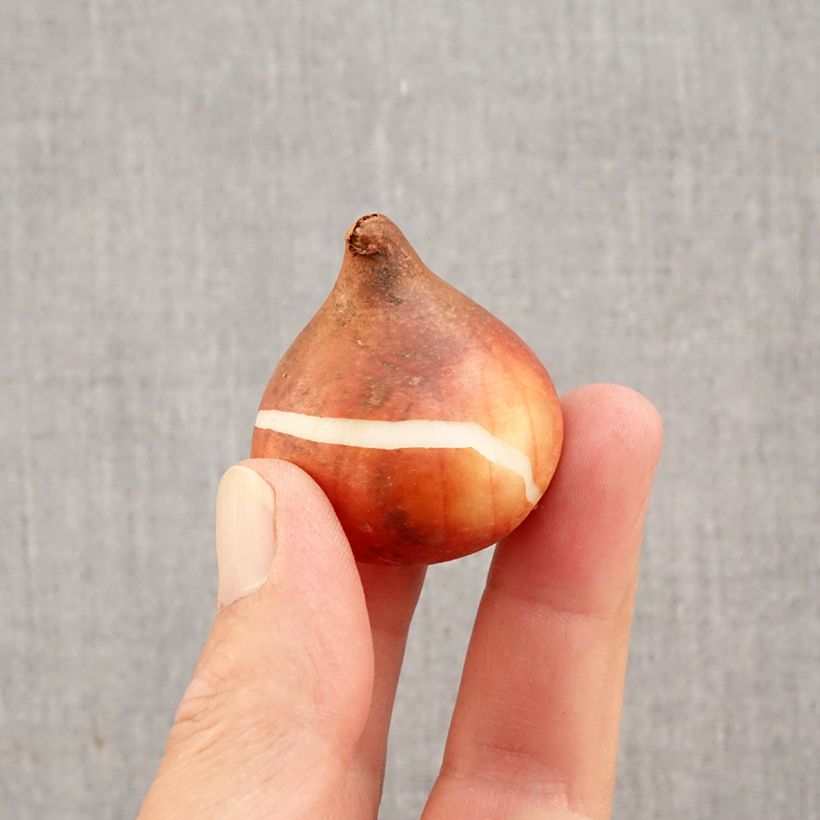 Esemplare di Tulipano Rhapsody of Smiles Bulbo taglia 11+ come consegnato in autunno