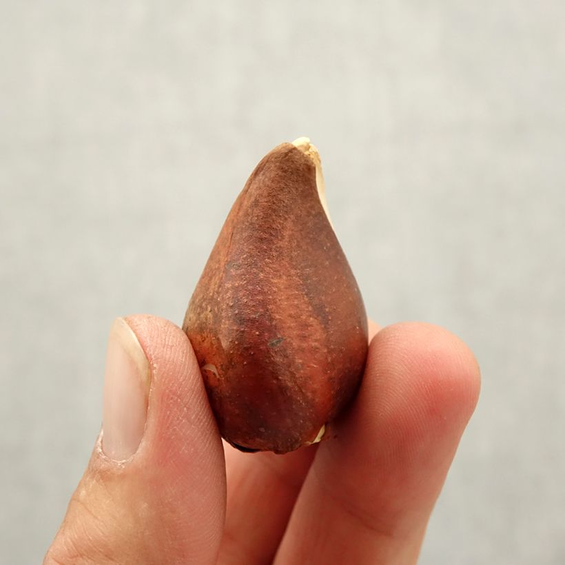 Esemplare di Tulipano Trionfo Beau Monde Bulbo taglia 10+ come consegnato in autunno