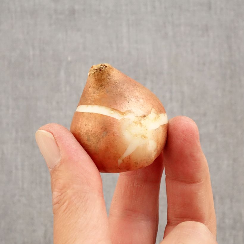 Esemplare di Tulipano Trionfo Brown Sugar Bulbo taglia 12+ come consegnato in autunno