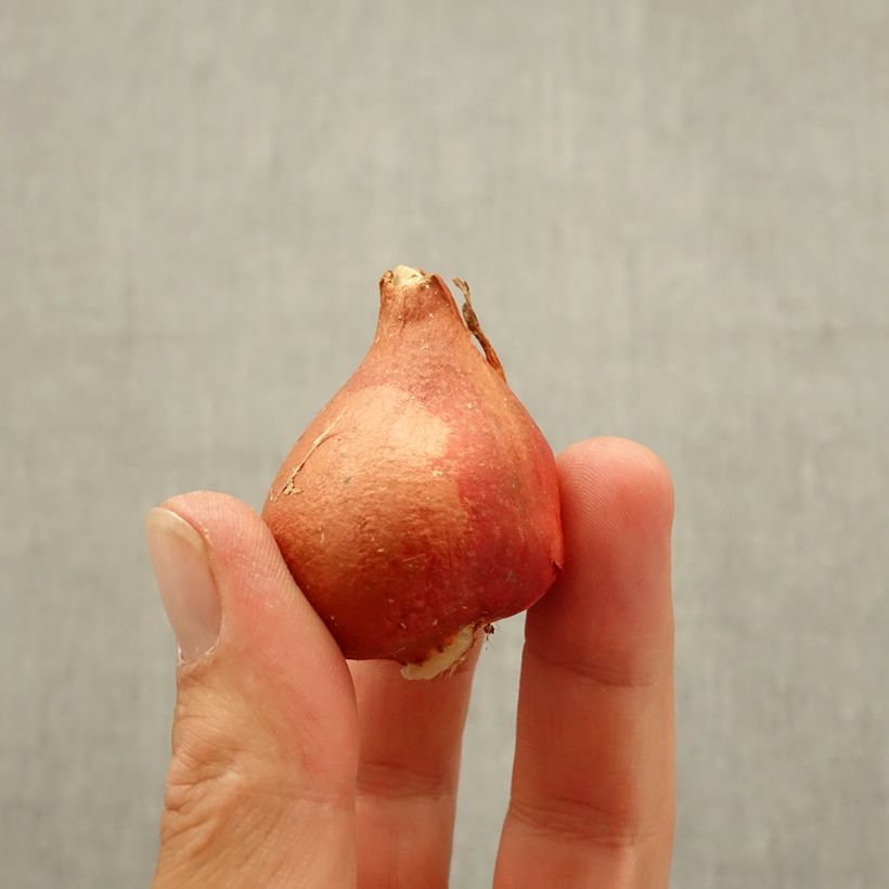 Esemplare di Tulipano Trionfo Chansonnette Bulbo taglia 11 come consegnato in autunno