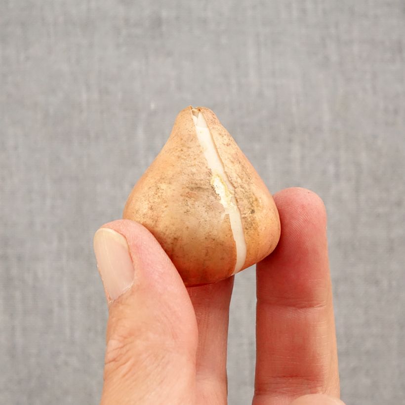 Esemplare di Tulipano Trionfo Happy Generation Bulbo size 11/12 come consegnato in autunno