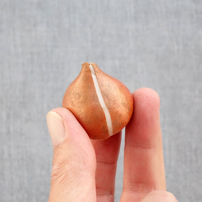 Esemplare di Tulipano Trionfo Mango Charm Bulbo taglia 11+ come consegnato in autunno