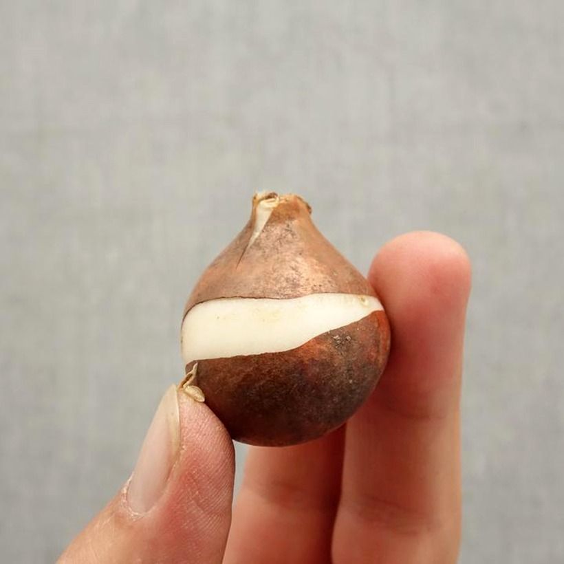 Esemplare di Tulipano Trionfo Tom Pouce Bulbo taglia 12+ come consegnato in autunno