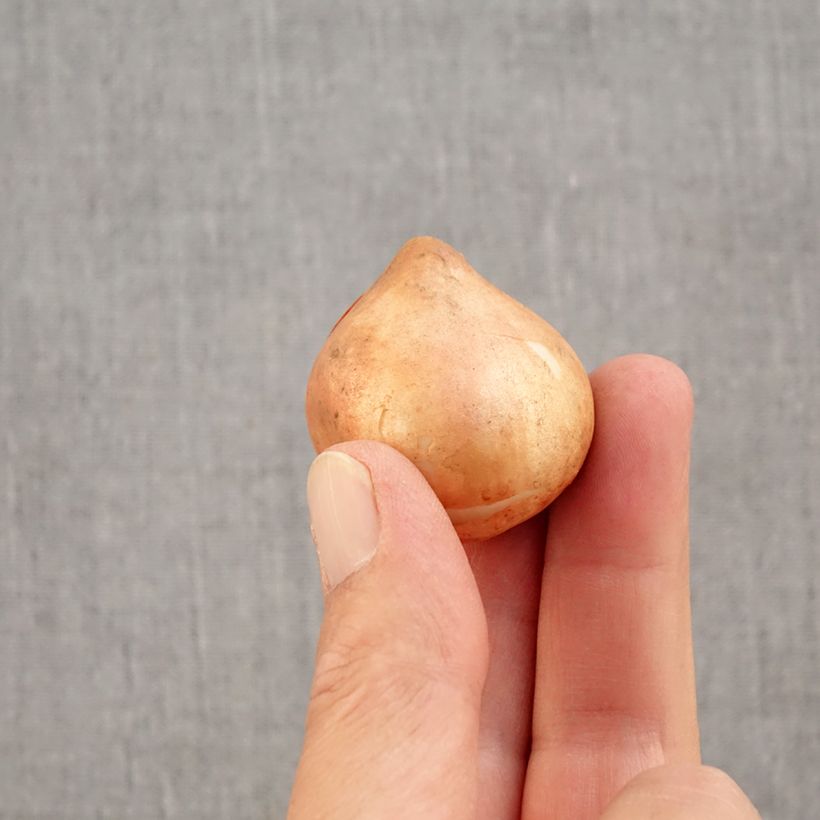 Esemplare di Tulipano viridiflora Blushing Artist Bulbo taglia 11+ come consegnato in autunno