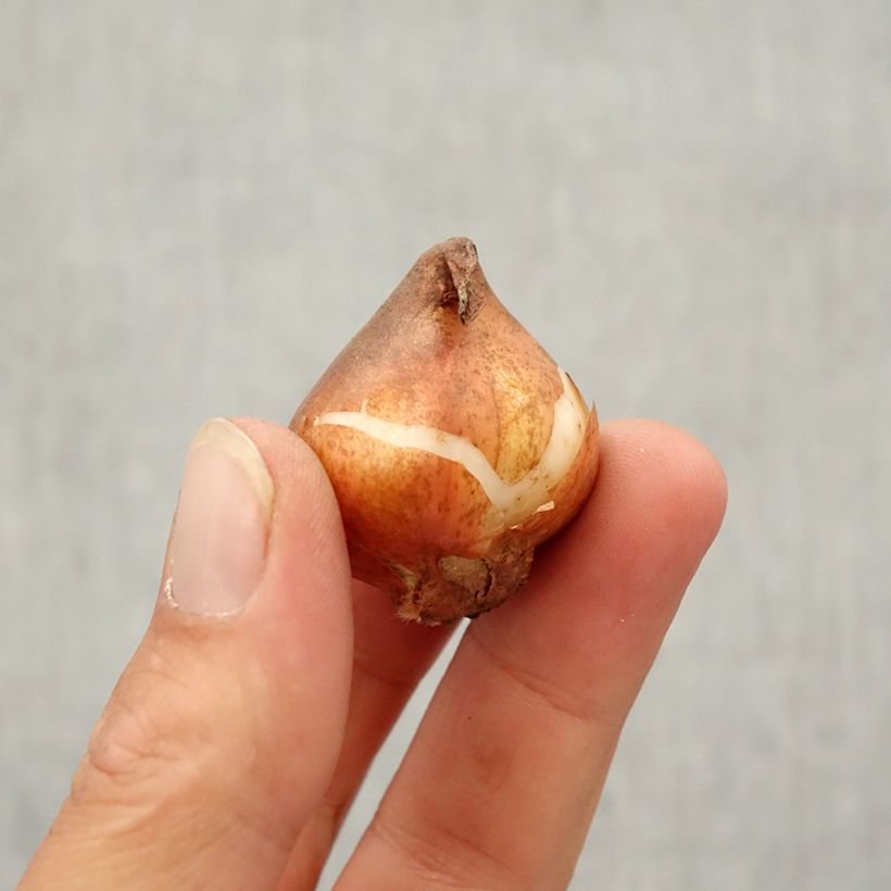 Esemplare di Tulipano Viridiflora Green River Bulbo taglia 10/12 come consegnato in autunno