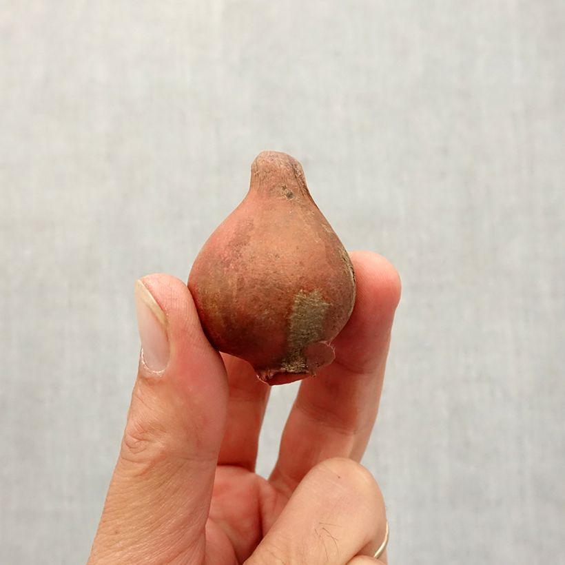 Esemplare di Tulipano Viridiflora Spring Green Bulbo size 11+ come consegnato in autunno