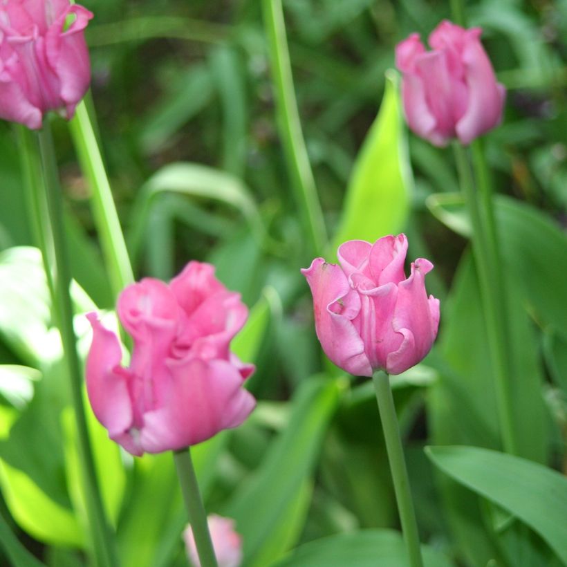 Tulipano Coronet Picture (Fioritura)