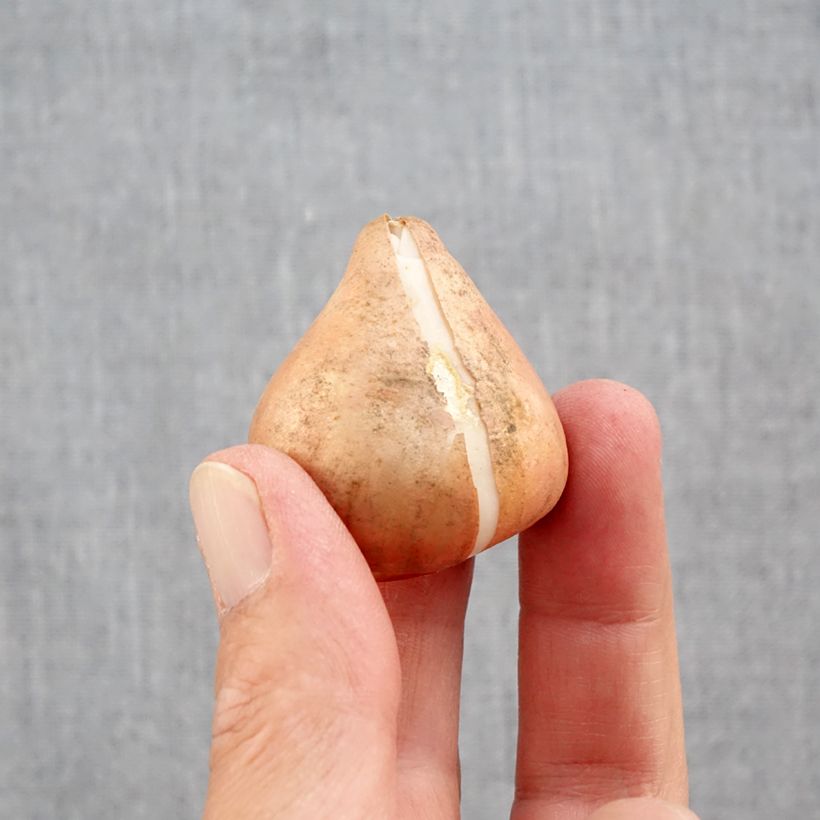 Esemplare di Tulipano Darwin Mix Bulbo taglia 12+ come consegnato in autunno