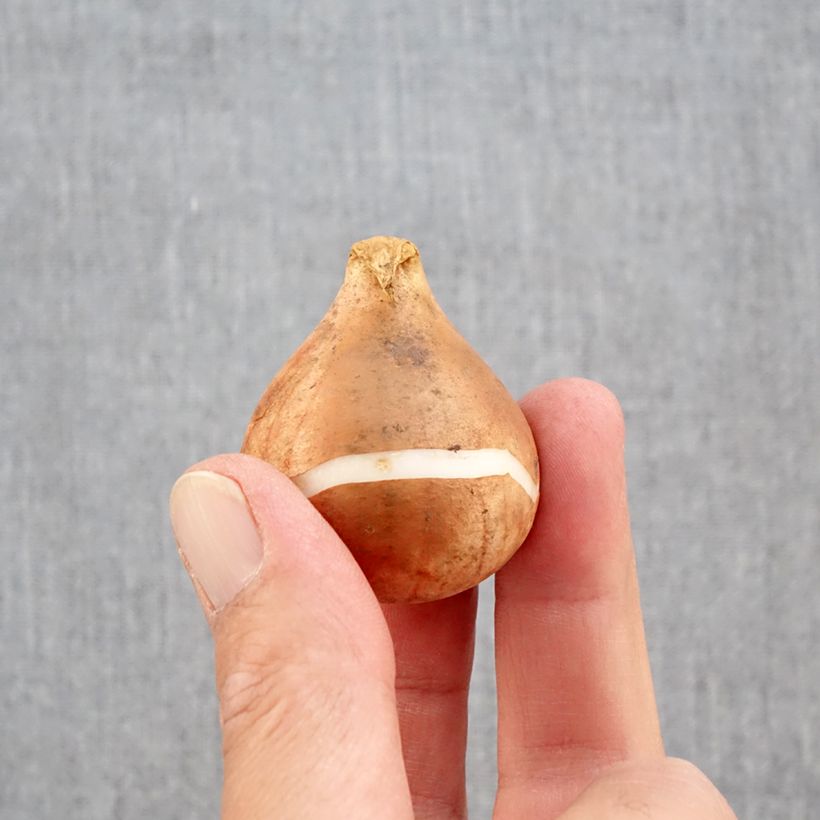 Esemplare di Tulipano Rembrandt Mix - Tulipani mix Bulbo taglia 12+ come consegnato in autunno