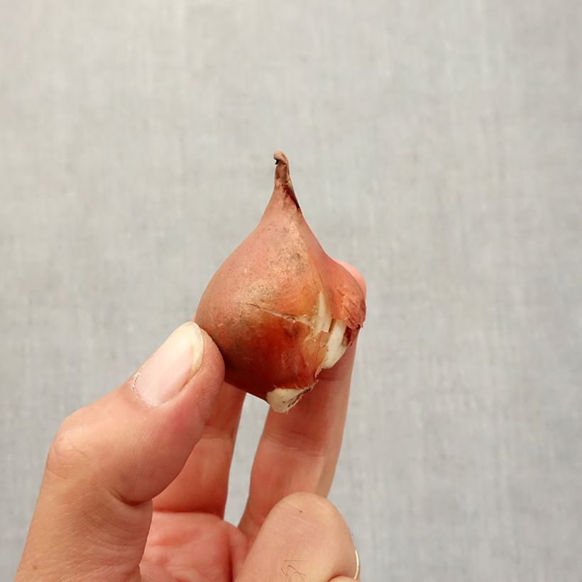 Example of Tulipano Viridiflora Mix Bulbo taglia 12+ as you get in automne