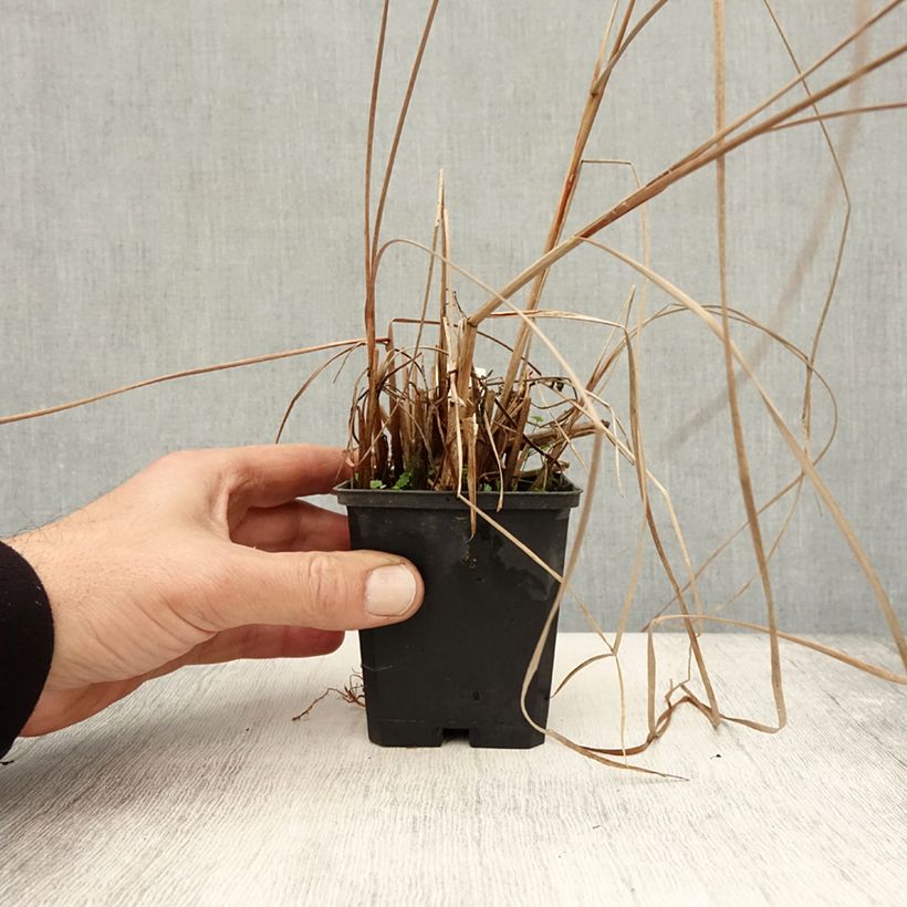 Esemplare di Typha angustifolia - Massette à feuilles étroites Godet de 8/9 cm come consegnato in autunno