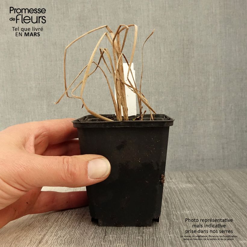 Example of Typha angustifolia - Lisca a foglie strette Vasetto da 8/9 cm as you get in printemps