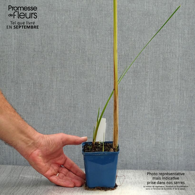 Esemplare di Typha angustifolia - Lisca a foglie strette Vasetto da 8/9 cm come consegnato in autunno