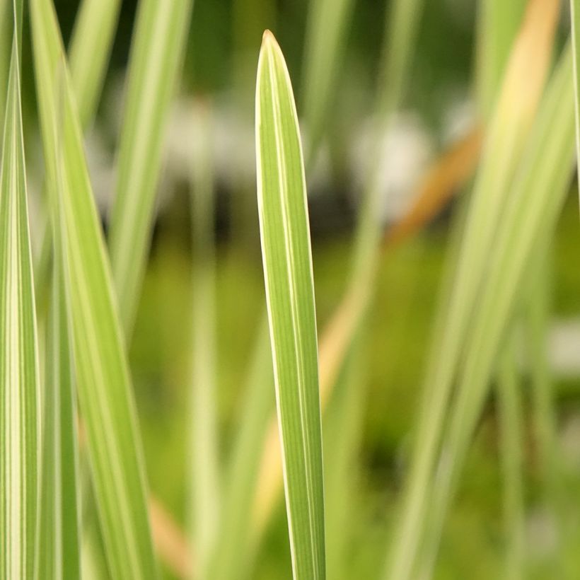 Typha latifolia Variegata - Lisca maggiore (Foliage)