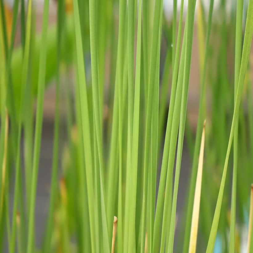 Typha laxmannii - Lisca di Laxmann (Fogliame)