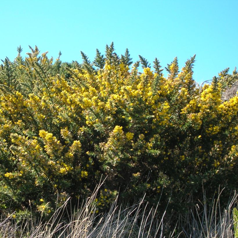 Ulex europaeus - Ginestrone (Plant habit)