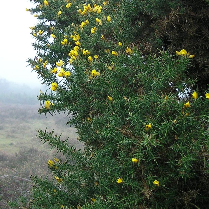Ulex europaeus - Ginestrone (Foliage)