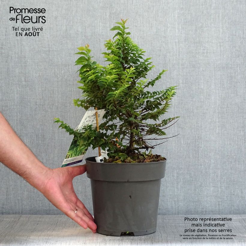 Esemplare di Ulmus hollandica Jacqueline Hillier - Olmo nano Vaso da 4L/5L, A cespuglio consegnato in estate