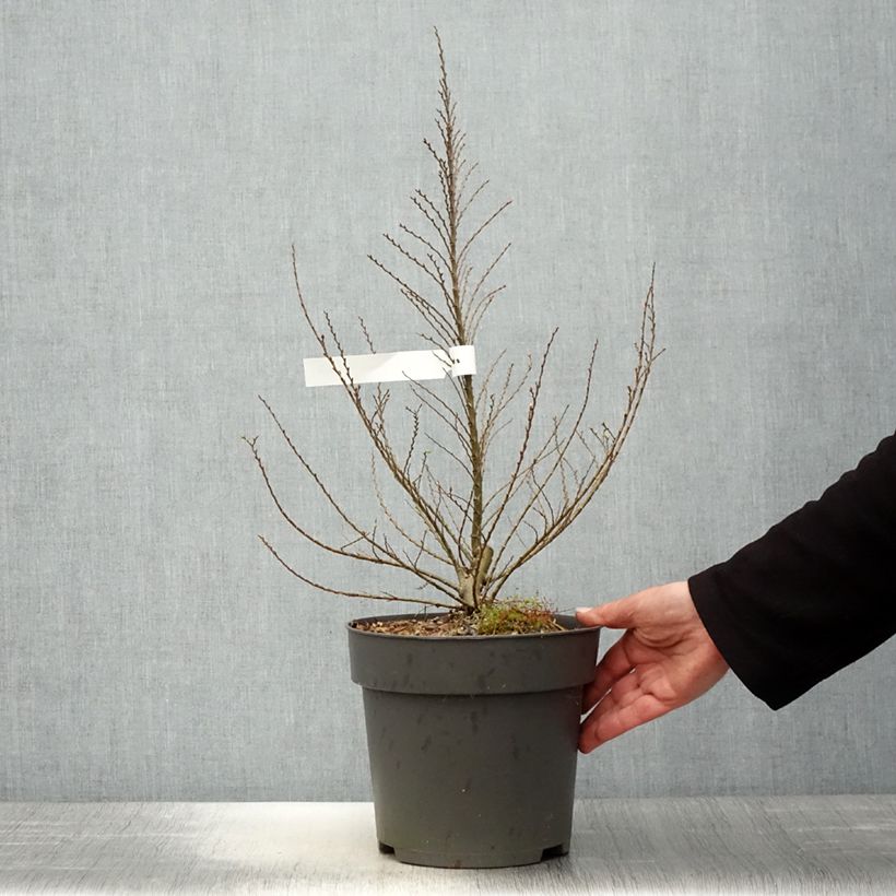 Example of Ulmus hollandica Jacqueline Hillier - Olmo nano Vaso da 4L/5L, A cespuglio as you get in printemps