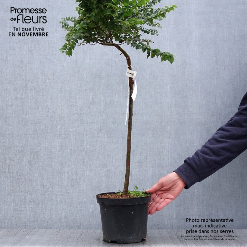 Esemplare di Ulmus hollandica Jacqueline Hillier - Olmo nano Vaso da 4L/5L, Vaso impalcato come consegnato in autunno