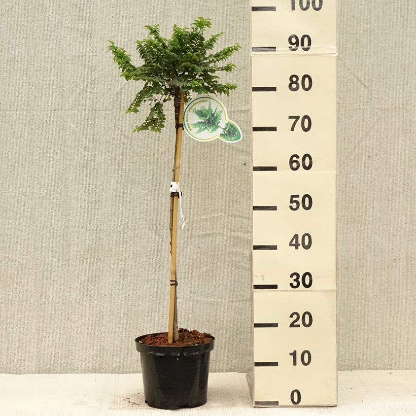 Esemplare di Ulmus hollandica Jacqueline Hillier - Olmo nano Vaso da 4L/5L, Vaso impalcato consegnato in estate