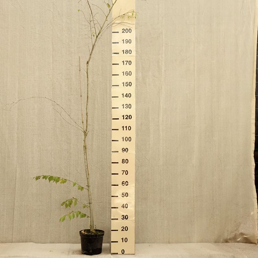 Esemplare di Ulmus minor Argenteovariegata - Olmo comune Vaso da 4L/5L, Vaso impalcato come consegnato in autunno