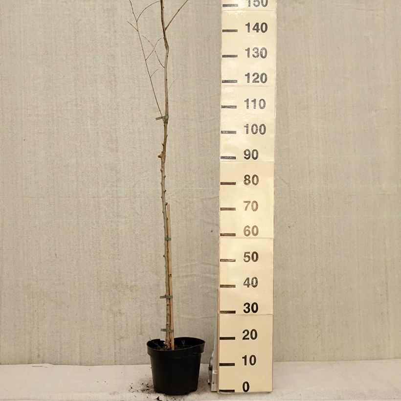 Example of Ulmus minor Argenteovariegata - Olmo comune Vaso da 4L/5L, Vaso impalcato as you get in printemps