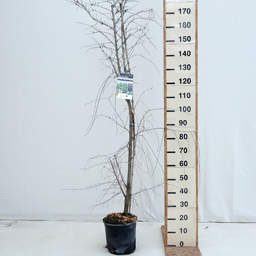 Esemplare di Ulmus minor - Olmo comune Vaso da 7,5L/10L come consegnato in autunno