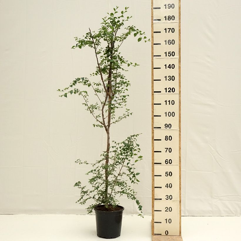 Example of Ulmus minor - Olmo comune Vaso da 7,5L/10L as you get in printemps