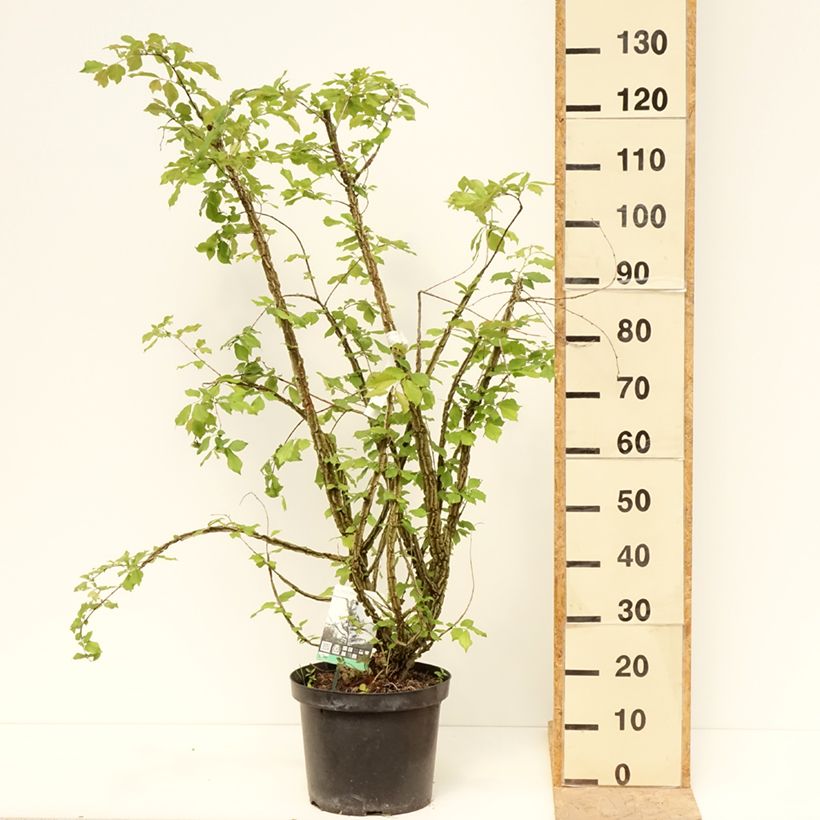 Example of Ulmus minor suberosa - Olmo campestre Vaso da 7,5L/10L as you get in printemps
