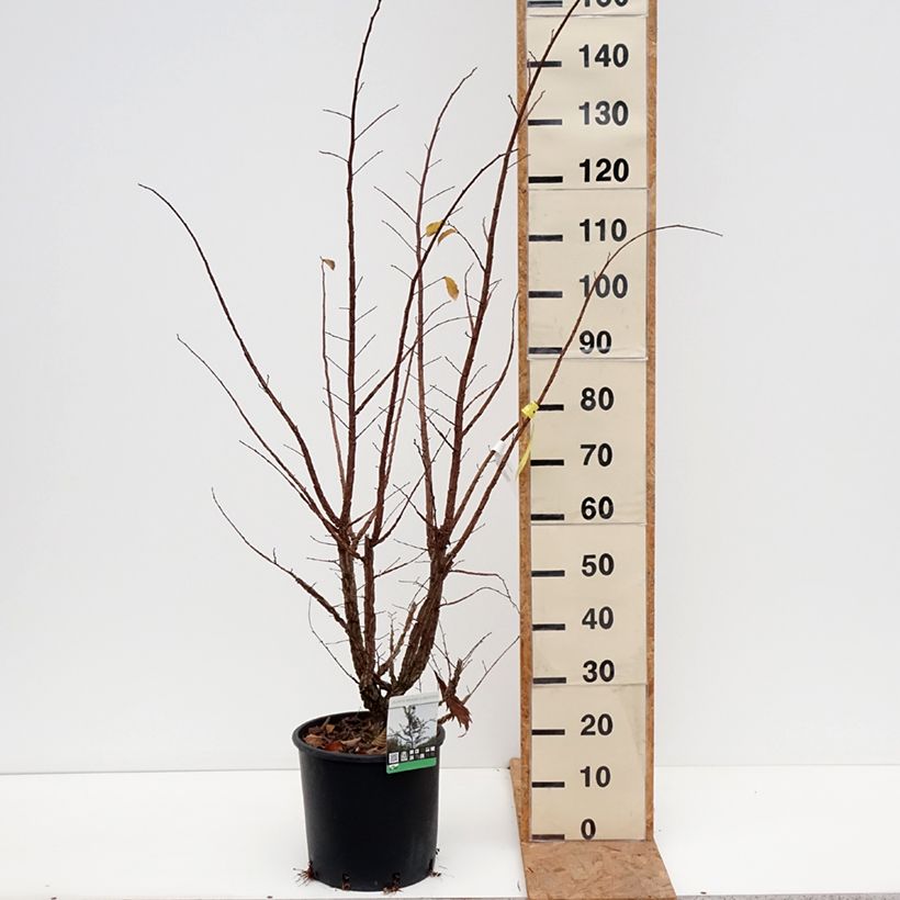 Esemplare di Ulmus minor suberosa - Olmo campestre Vaso da 7,5L/10L come consegnato in autunno