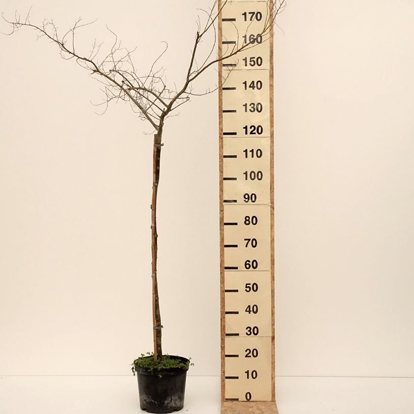 Ulmus  minor Viminalis Aurea - Olmo comune Vaso da 4L/5L, Vaso impalcato esemplare consegnato in inverno