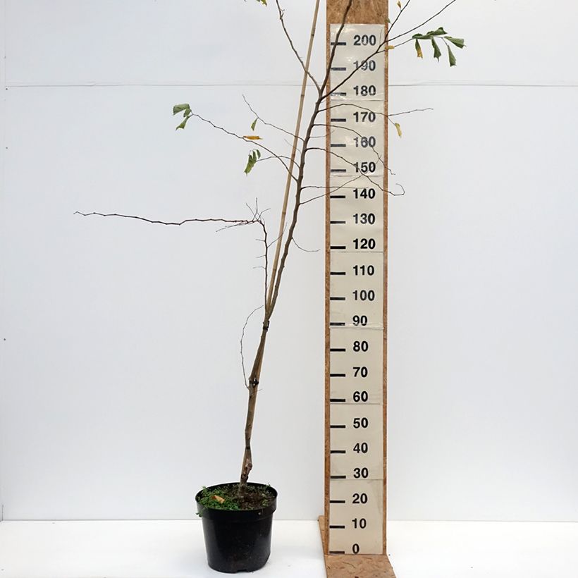 Esemplare di Ulmus minor Webbiana- Olmo comune Vaso da 12L/15L, Vaso impalcato come consegnato in autunno