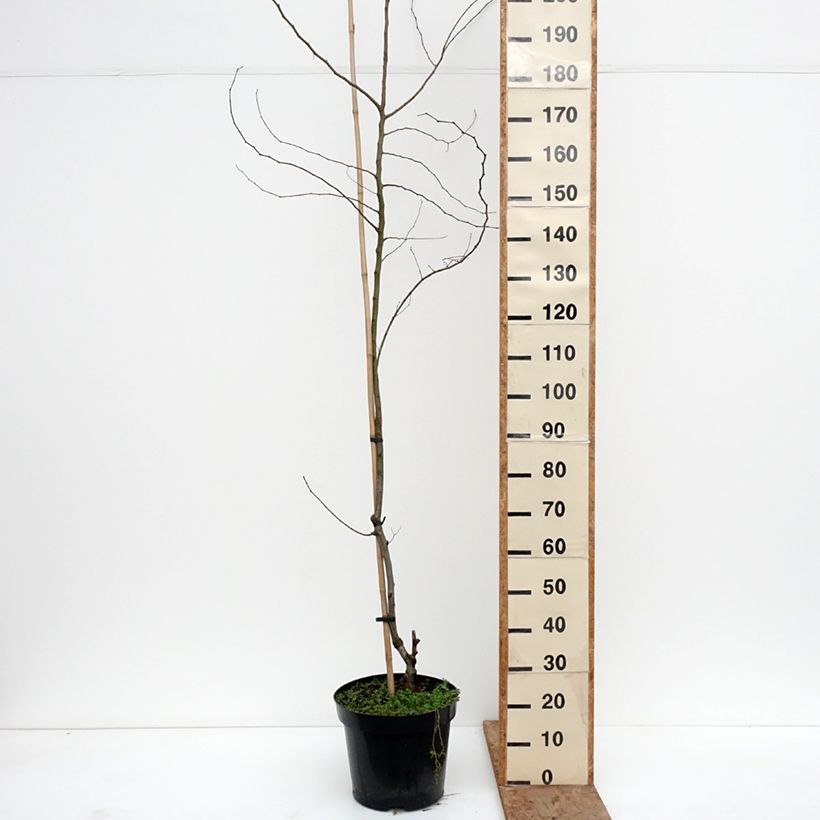 Example of Ulmus minor Webbiana- Olmo comune Vaso da 12L/15L, Vaso impalcato as you get in hiver