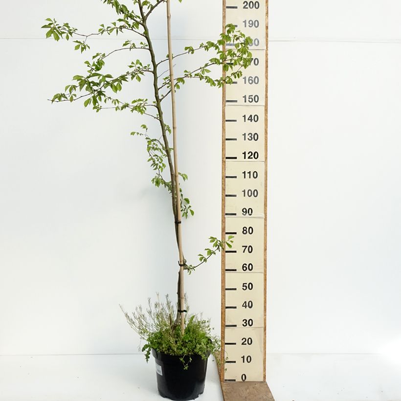 Ulmus minor Webbiana- Olmo comune Vaso da 12L/15L, Vaso impalcato esemplare consegnato in primavera