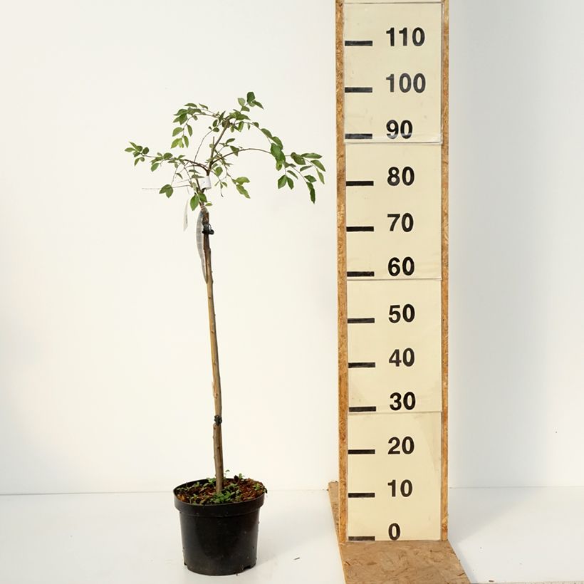 Esemplare di Ulmus parvifolia Geisha - Olmo chinese Vaso da 4L/5L, Vaso impalcato come consegnato in autunno