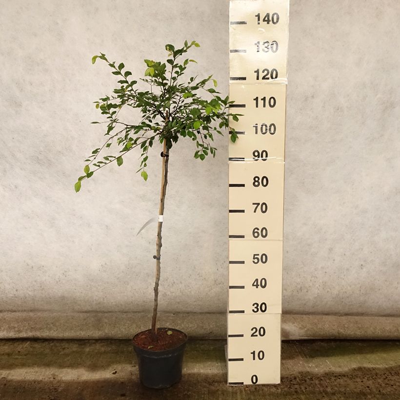 Esemplare di Ulmus parvifolia Geisha - Olmo chinese Vaso da 4L/5L, Vaso impalcato consegnato in estate